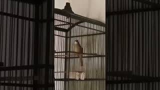 Download lagu cucak jenggot medan nembak platuk sampit 🔥 mp3