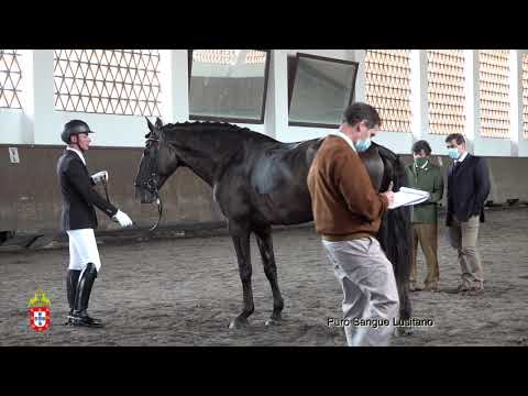 210424 10 Licor - Aprovação de Garanhões