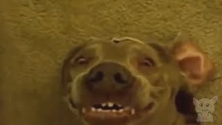 Животные пукают (Животные №96)