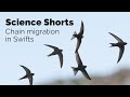 Chain Migration in Swifts