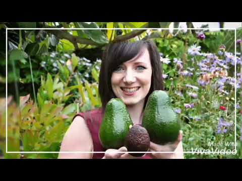 Facts of Hass Avocado Market Kenyan chapter