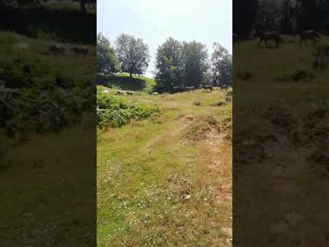 Asociația crescătorilor de animale Valani De Pomezeu Bihor - Lacu Sărat 4