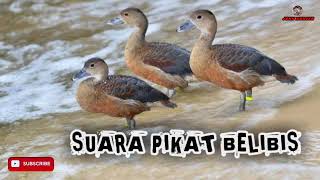 Download lagu suara pikat belibis mp3 Download lagu suara pikat belibis mp3