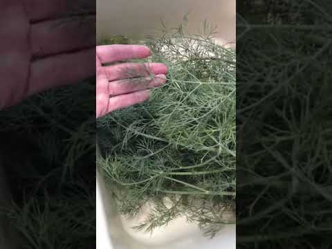 download lagu mp3 mp4 Dried Fennel Stalks, download lagu Dried Fennel Stalks gratis, unduh video klip Dried Fennel Stalks