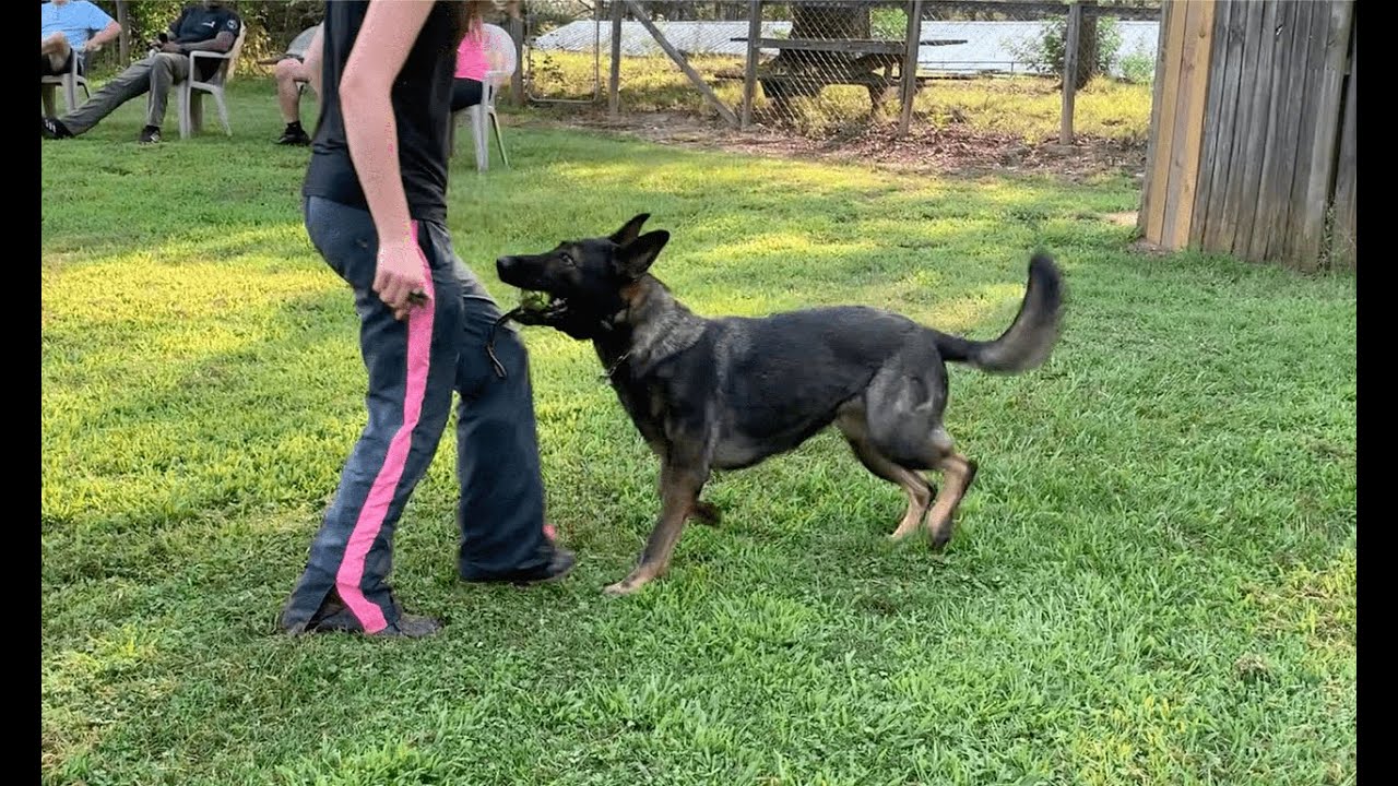 Cheyenne Various Obedience