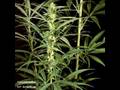 Eek A Mouse - Ganja Smuggling 