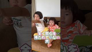 全く関心を持たれていない犬💦 【こむこまつり】 #shorts