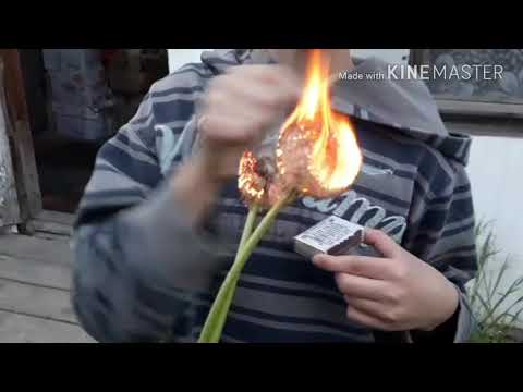 Горение одуванчиков