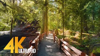 Download lagu 4K Virtual Hike through Canadian Forest (with Nature Sounds) - Incredible Nature of British Columbia mp3