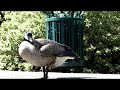 Girl Goose