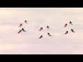Swiss Snowsports Demoteam INTERSKI 2023