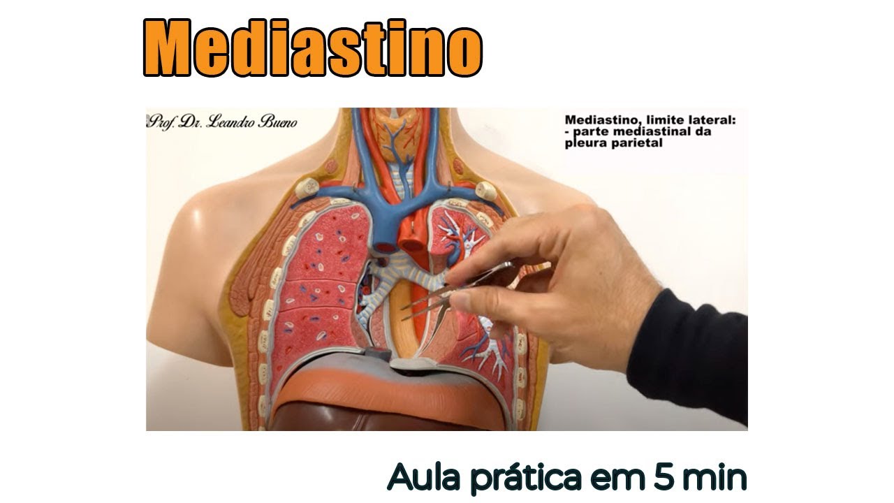 Mediastino e suas divisões - Anatomia Humana - Anatomia