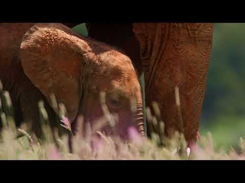 4K Blooming Flowers with Relaxing Piano Music and Calming Nature Sounds