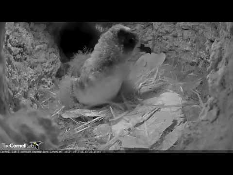 Visiting Cahow Chick Makes a Surprise Entrance into the Burrow – May 31, 2017