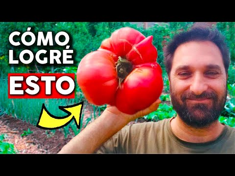 , title : '12 trucos para cultivar tremendos tomates. Poda y Fertilización @cosasdeljardin'