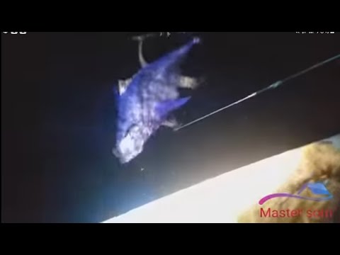 Longline Fishing For Tuna Amazing Fishing Video Big Tuna Fish