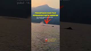 Download lagu TERBARU NOVEMBER 2024, PENAMP[AKAN IKAN PAUS MUNCUL DIPERAIRAN PANTAI HARAPAN mp3