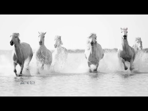 Follow The Raven - Pauline King