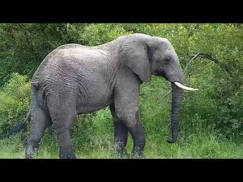 Djuma: Lone Elephant bull-later Woodland Kingfisher watching it - 06:15 - 01/05/21