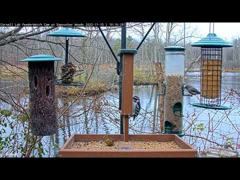 Goldfinches, Woodpeckers, Chickadees, and Titmice Dine Together At Cornell Feeders – Nov. 15, 2022