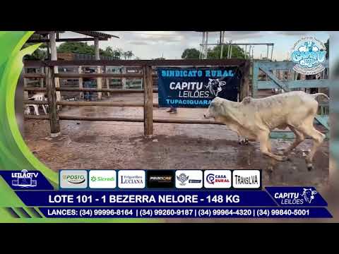 LOTE 101   1 BEZERRA NELORE   148 KG - 8º LEILÃO CAPITU LEILÕES - TUPACIGUARA MG