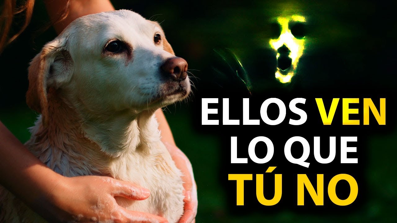 👁️12 COSAS que los PERROS PUEDEN Ver y SENTIR Pero TÚ NO