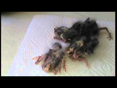 CANARIOS Y PERIS CRECIMIENTO 18-06-15.