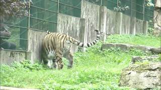 In Latvia, Sigulda Tarzan tracks and Riga Zoo