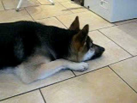 Singing talking Husky X German Shepard says no today!