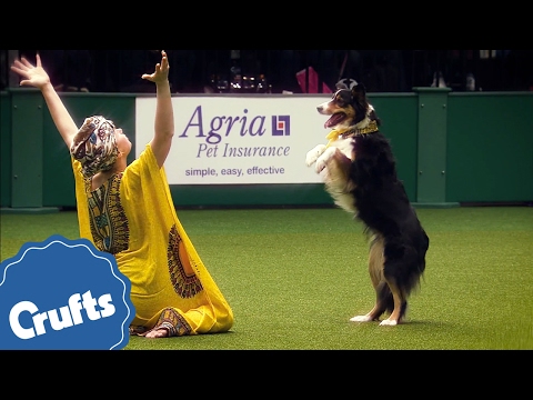 I Wanna Dance With Some Doggy - Amazing Dancing Dogs