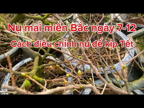 Cách điều chỉnh nụ mai kịp chơi Tết