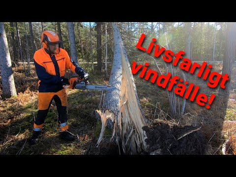 Livsfarligt vindfälle i spänn!