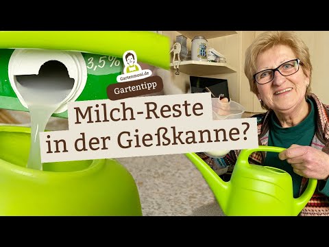 What are leftover milk items doing in the watering can?! Even the smallest amounts can be put to ...