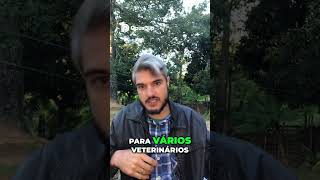 Cachorro Come Milho  Dicas de Energia e Clube VIP!