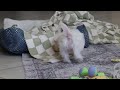 Morkie dogs for sale: Elsa - Video 1