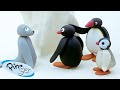 Pingu S Friends Family Pingu Official Channel Cartoons For Kids