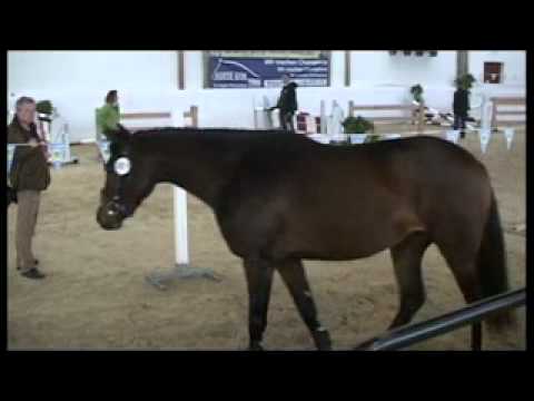 Candidez Z, 3j. Stute, Freispringcup 29.10.2011 in Hagau.mp4