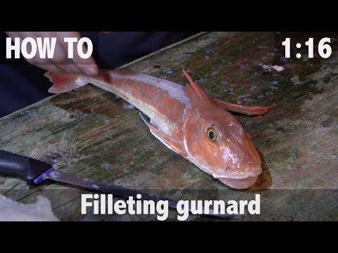 download lagu mp3 mp4 Gurnard, download lagu Gurnard gratis, unduh video klip Gurnard