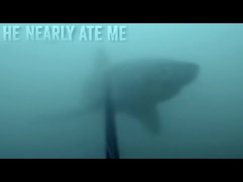 This Great White Shark Encounter IS INSANE!