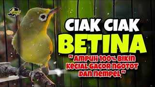 Download lagu Ciak Ciak Kecial Kuning Betina Ampuh Bikin Kecial Gacorr dan Cepat Nempel‼️ mp3