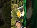 The Most Popular Durian Store In Malacca Malaysia Fruit Cutting Skills