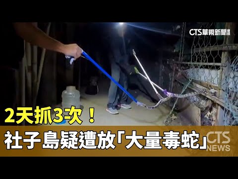 2天抓3次！　社子島疑遭放「大量毒蛇」　眼鏡蛇竄家