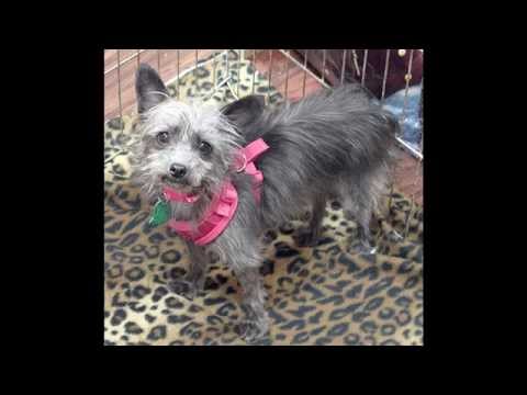 Luci, an adopted Yorkshire Terrier & Poodle Mix in Plano, TX_image-1