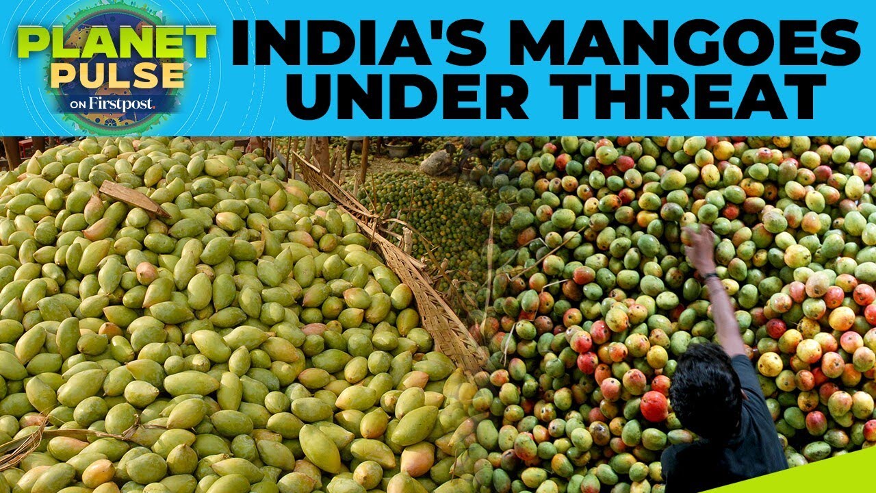 Climate Change Threatens India’s Mango Production | Planet Pulse | N18G