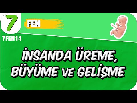 İnsanda Üreme, Büyüme ve Gelişme 📗 7. Sınıf Fen #2025