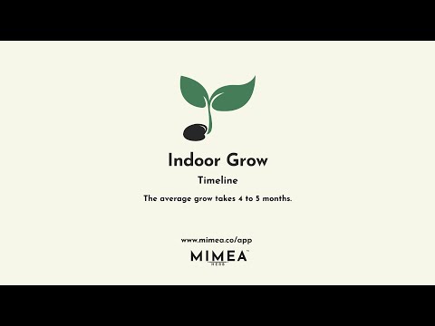 , title : 'Indoor Grow Timeline - Mimea'
