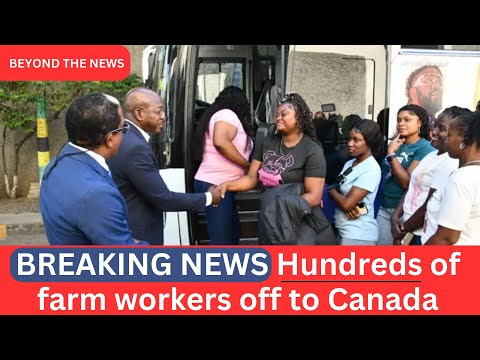 BREAKING NEWS Hundreds of farm workers off to Canada