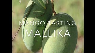 Florida Mango Tasting 2017 -Mallika - When to pick and how to ripen
