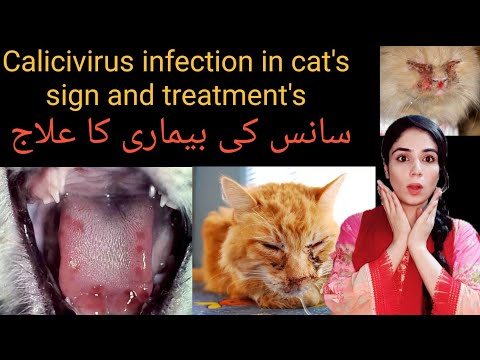 Feline Calci virus / Diagnosis, Treatment, Prevention / how to diagnose Calci virus infection (FCV)