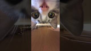 #cat #cute #catvideo #cutecat #funnyvideo #funny